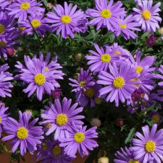 Brachyscome 'Brasco Violet' 9cm/10cm Brachyscome 'Brasco Violet' 9cm/10cm