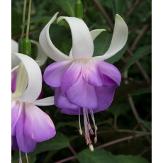 Fuchsia 'Delta's Sarah' (UH) 9cm/10cm Fuchsia 'Delta's Sarah' (UH) 9cm/10cm