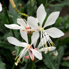Gaura 'Sparkle White' 9cm/10cm Gaura 'Sparkle White' 9cm/10cm
