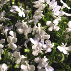 Lobelia 'Waterfall White Sparkle' 9cm/10cm Lobelia 'Waterfall White Sparkle' 9cm/10cm