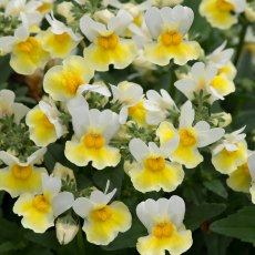 Nemesia Aroma 'Banana Split' 9cm/10cm Nemesia Aroma 'Banana Split' 9cm/10cm