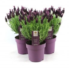 Lavandula stoechas 'Anouk Collection' 15cm Lavandula stoechas 'Anouk Collection' 15cm