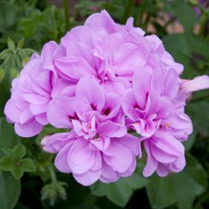 Ivy Leaf Geranium 'Medio Teske Lavender' 10.5cm Ivy Leaf Geranium 'Medio Teske Lavender' 10.5cm
