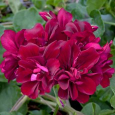Ivy Leaf Geranium 'Moonflair Burgundy' 10.5cm Ivy Leaf Geranium 'Moonflair Burgundy' 10.5cm