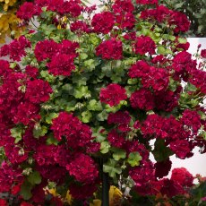 Ivy Leaf Geranium 'Moonflair Burgundy' 10.5cm Ivy Leaf Geranium 'Moonflair Burgundy' 10.5cm