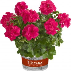 Ivy Leaf Geranium 'Sunflair Josina Hot Pink' 10.5cm Ivy Leaf Geranium 'Sunflair Josina Hot Pink' 10.5cm