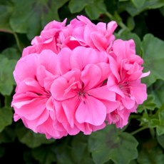 Ivy Leaf Geranium 'Sunflair Linda Pink' 10.5cm Ivy Leaf Geranium 'Sunflair Linda Pink' 10.5cm
