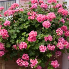Ivy Leaf Geranium 'Sunflair Linda Pink' 10.5cm Ivy Leaf Geranium 'Sunflair Linda Pink' 10.5cm