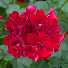 Ivy Leaf Geranium 'Sunflair Ruben Dark Red' 10.5cm Ivy Leaf Geranium 'Sunflair Ruben Dark Red' 10.5cm