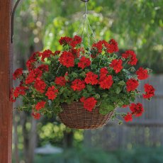 Ivy Leaf Geranium 'Sunflair Ruben Dark Red' 10.5cm Ivy Leaf Geranium 'Sunflair Ruben Dark Red' 10.5cm