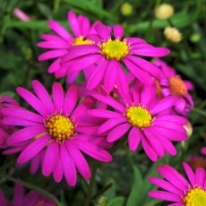Brachyscome 'Magenta Delight' 9cm/10cm Brachyscome 'Magenta Delight' 9cm/10cm