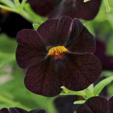 Calibrachoa 'Can-Can Black Cherry' 9cm/10cm Calibrachoa 'Can-Can Black Cherry' 9cm/10cm