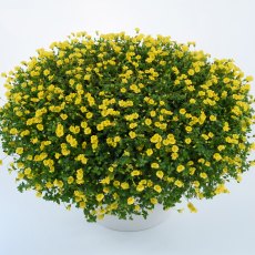 Bacopa Mecardonia 'Garden Freckles' 9cm/10cm Bacopa Mecardonia 'Garden Freckles' 9cm/10cm