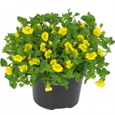 Bacopa Mecardonia 'Garden Freckles' 9cm/10cm Bacopa Mecardonia 'Garden Freckles' 9cm/10cm