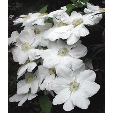Clematis 'Marie Boisselot' 2.5L/3L Clematis 'Marie Boisselot' 2.5L/3L