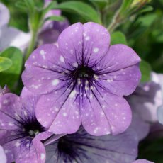 Petunia 'Lavender Sky' 9cm/10cm Petunia 'Lavender Sky' 9cm/10cm