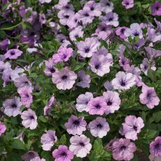 Petunia 'Lavender Sky' 9cm/10cm Petunia 'Lavender Sky' 9cm/10cm