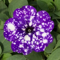 Petunia 'Night Sky' 9cm/10cm Petunia 'Night Sky' 9cm/10cm