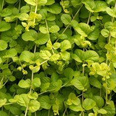 Lysimachia nummularia 'Goldilocks' 9cm/10cm Lysimachia nummularia 'Goldilocks' 9cm/10cm