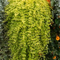Lysimachia nummularia 'Goldilocks' 9cm/10cm Lysimachia nummularia 'Goldilocks' 9cm/10cm