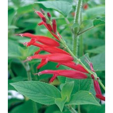 HERB Sage - Pineapple 9cm HERB Sage - Pineapple 9cm