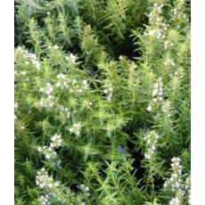 HERB Savory - Winter 9cm HERB Savory - Winter 9cm
