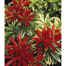 Pieris 'Flaming Silver' 3L Pieris 'Flaming Silver' 3L