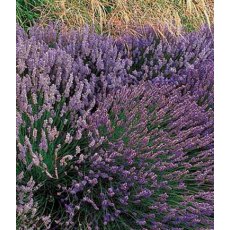 HERB Lavender - 'Grosso' 9cm HERB Lavender - 'Grosso' 9cm