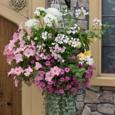Hanging Basket 'Bridal Bouquet' 30cm Hanging Basket 'Bridal Bouquet' 30cm