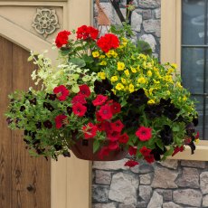 Hanging Basket 'Brilliant Bling' 30cm Hanging Basket 'Brilliant Bling' 30cm