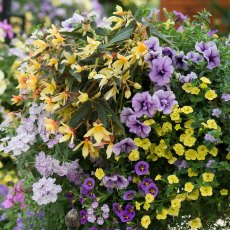 Hanging Basket 'Hit Refresh' 30cm Hanging Basket 'Hit Refresh' 30cm