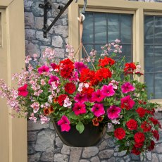 Hanging Basket 'Lipstick' 30cm Hanging Basket 'Lipstick' 30cm