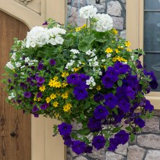 Hanging Basket 'Nautical Chic' 30cm Hanging Basket 'Nautical Chic' 30cm