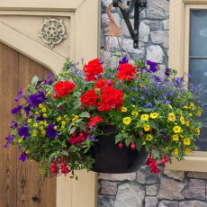 Hanging Basket 'Primary Fun' 30cm Hanging Basket 'Primary Fun' 30cm
