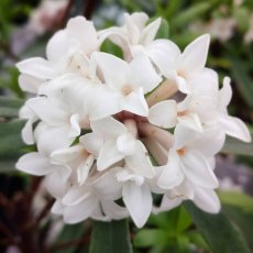 Daphne x transatlantica 'Eternal Fragrance' 2L Daphne x transatlantica 'Eternal Fragrance' 2L