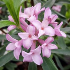 Daphne x transatlantica 'Pink Fragrance' 2L Daphne x transatlantica 'Pink Fragrance' 2L