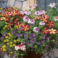 Hanging Basket 'Multicolour Mix' 30cm Hanging Basket 'Multicolour Mix' 30cm