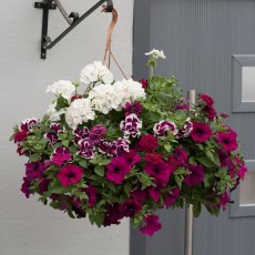 Hanging Basket 'Berry Swirl' 30cm Hanging Basket 'Berry Swirl' 30cm