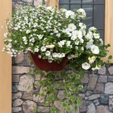 Hanging Basket 'Effortless Chic' 30cm Hanging Basket 'Effortless Chic' 30cm