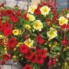 Hanging Basket 'Heat Wave' 30cm Hanging Basket 'Heat Wave' 30cm