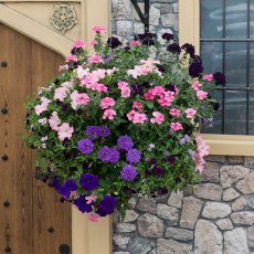 Hanging Basket 'Sophistication' 30cm Hanging Basket 'Sophistication' 30cm