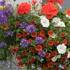 Hanging Basket 'Tangerine Twist' 30cm Hanging Basket 'Tangerine Twist' 30cm