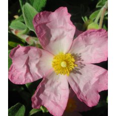 Cistus x argenteus 'Silver Pink' 3L Cistus x argenteus 'Silver Pink' 3L
