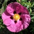 Cistus x purpureus 3L Cistus x purpureus 3L