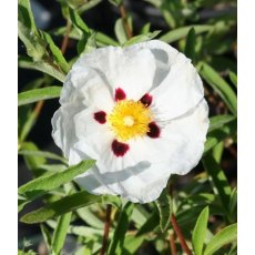 Cistus x purpureus 'Alan Fradd' 3L Cistus x purpureus 'Alan Fradd' 3L