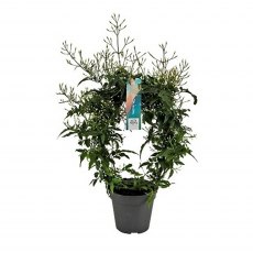 Jasminum polyanthum Arch 300+ 12cm Jasminum polyanthum Arch 300+ 12cm