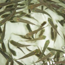 Carp Grass 3-4" Carp Grass 3-4"