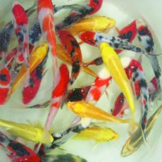 Koi Classic Selected 5-6" Koi Classic Selected 5-6"