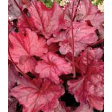 Heuchera 'Fire Chief' 2L Heuchera 'Fire Chief' 2L