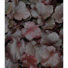 Heuchera 'Obsidian' 2L Heuchera 'Obsidian' 2L
